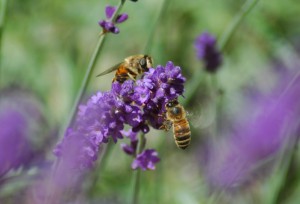 What is aromatherapy? - Pro Holistic - Aromatherapy information