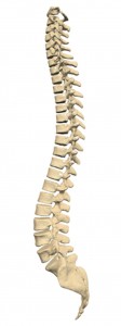 What is Chiropractic? - Pro Holistic - Information about Chiropractic
